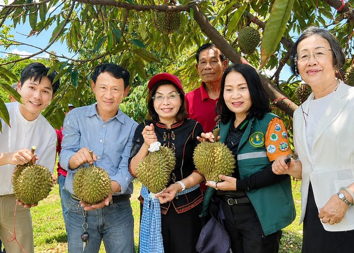สส.มนพร ชูความสำเร็จเกษตรกรนครพนมทำได้ 'ปลูกทุเรียนหมอนทอง' สร้างรายได้ การันตีความอร่อย