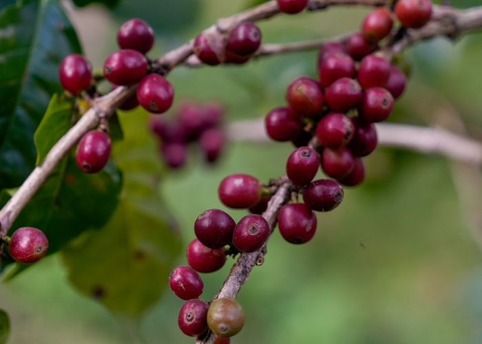 ปลัดเกษตรฯ ติดตามสถานการณ์กาแฟปี 69 ทั้งประเทศมีปริมาณ 16,208 ตัน โรบัสตาผลผลิตต่อไร่เพิ่ม อะราบิกาผลผลิตต่อไร่ลด เนื่องจากสภาพอากาศ