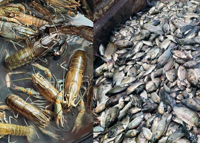 ก.เกษตรฯ รุกคุมเข้มสัตว์น้ำต่างถิ่น ติดตามปลาหมอคางดำ–กุ้งก้ามแดงทั่วพื้นที่ เดินหน้ามาตรการลดผลกระทบระบบนิเวศ