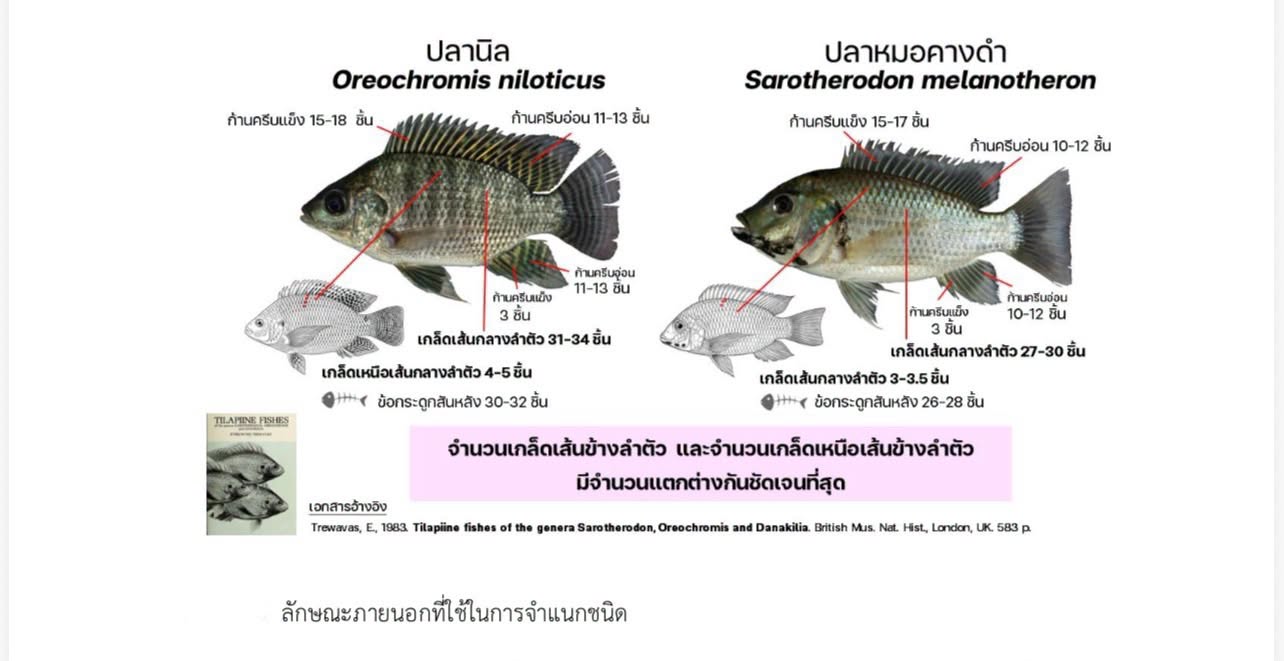 ปลาหมอคางดำ