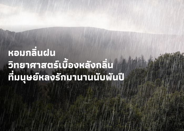 หอมกลิ่นฝน วิทยาศาสตร์เบื้องหลังกลิ่นที่มนุษย์หลงรักมานานนับพันปี