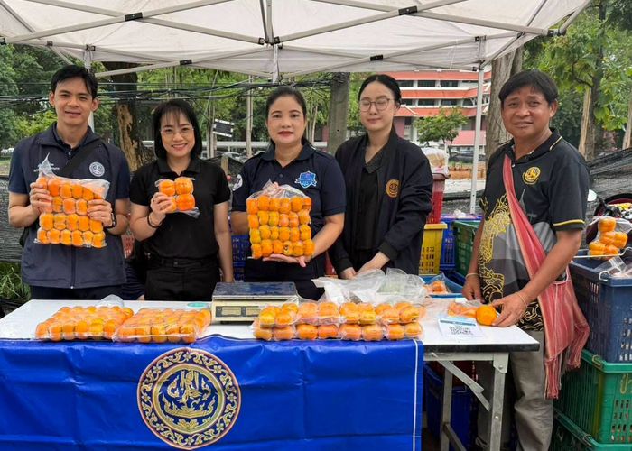 พาณิชย์เชียงใหม่เชื่อมโยงตลาดลูกพลับ ช่วยเกษตรกรแม่แจ่ม เร่งแก้ปัญหาราคาตกต่ำ