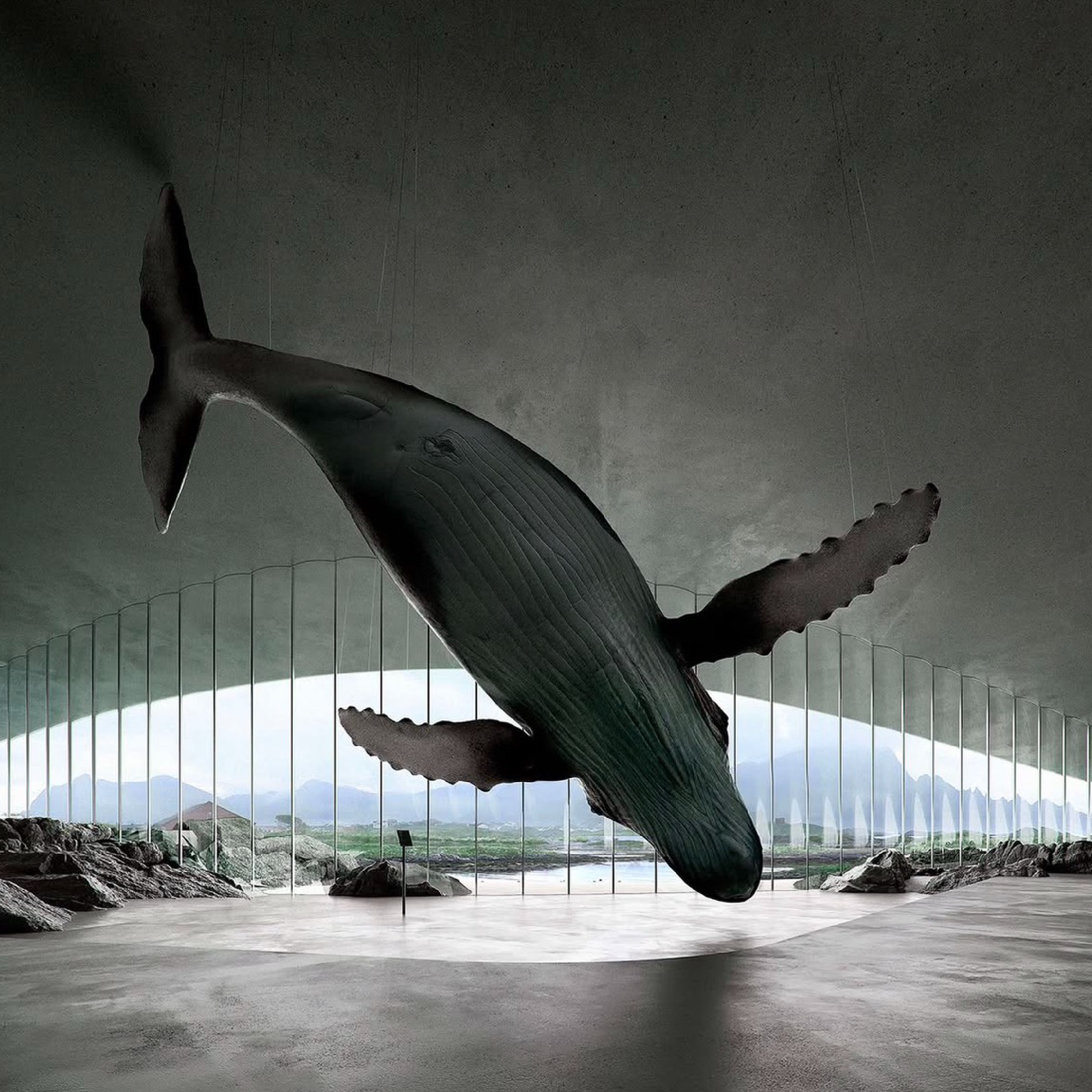 The Whale 