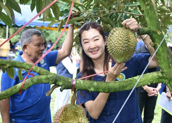 รมช.ปิยะรัฐชย์ เปิดงาน 'เทศกาลเปิดสวนทุเรียนนางนอน' จ.เชียงราย ชวนเลือกซื้อ - ชิมทุเรียนคุณภาพจากสวน